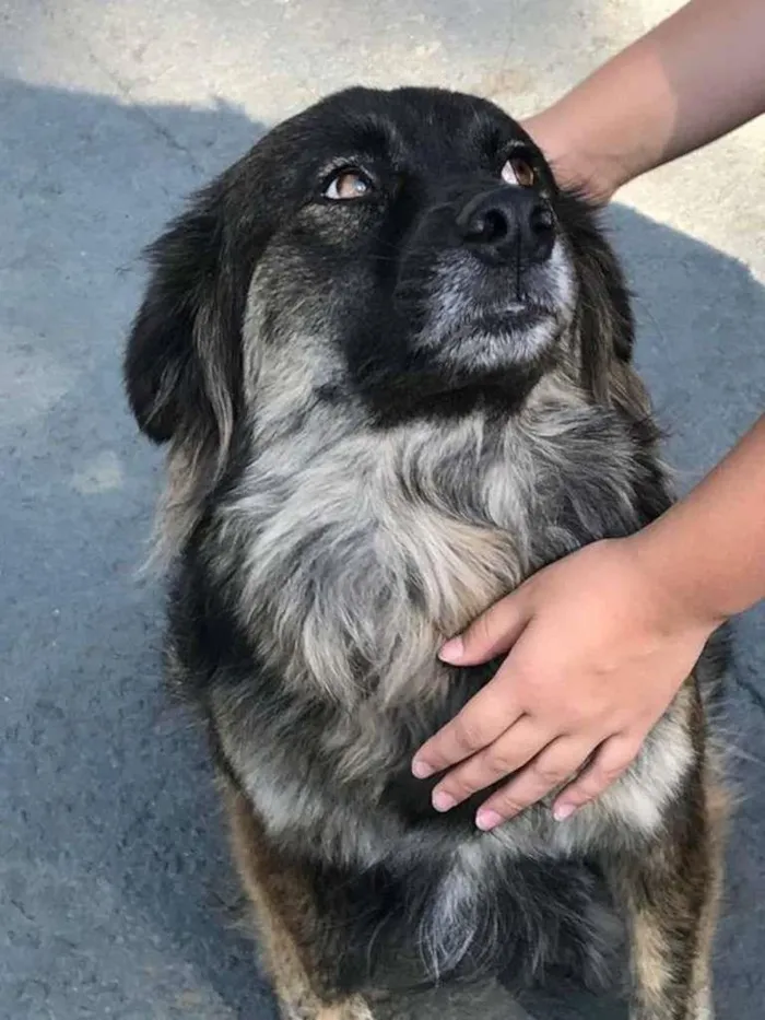 Cachorro ra a SRD-ViraLata idade 6 ou mais anos nome BRASINA