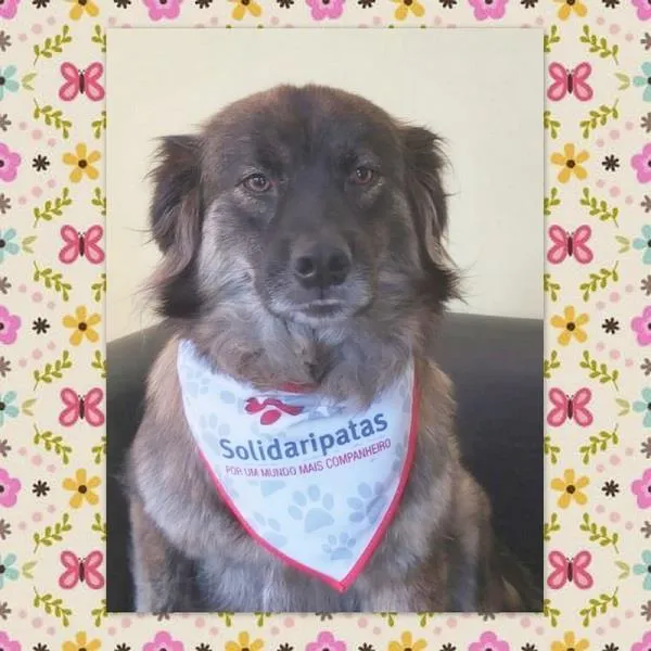 Cachorro ra a SRD-ViraLata idade 6 ou mais anos nome BRASINA