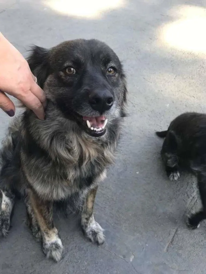 Cachorro ra a SRD-ViraLata idade 6 ou mais anos nome BRASINA