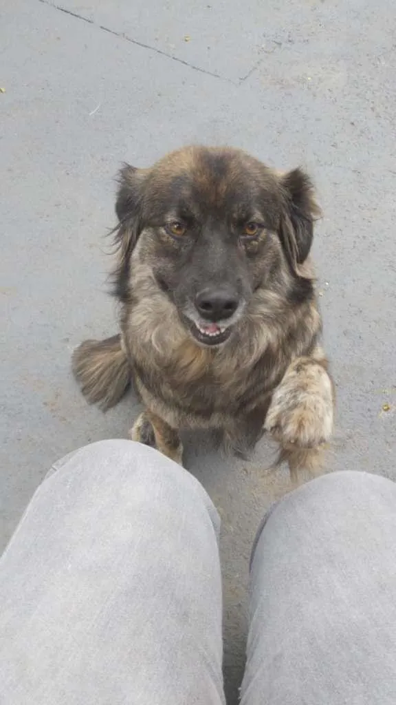 Cachorro ra a SRD-ViraLata idade 6 ou mais anos nome BRASINA
