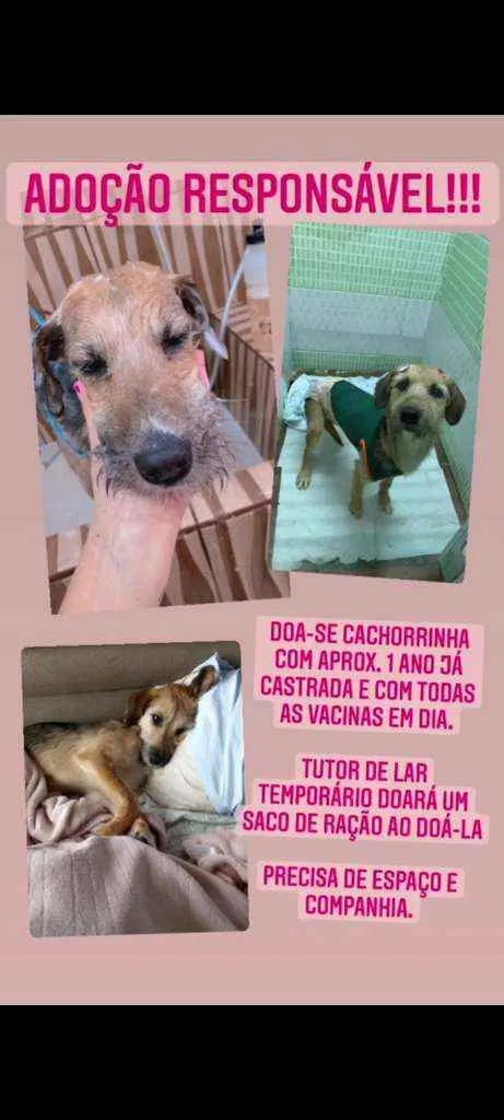 Cachorro ra a Srd idade 1 ano nome Cecilia