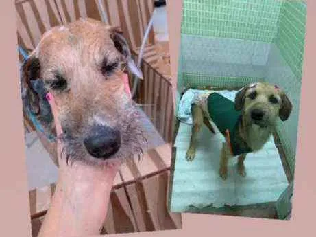Cachorro ra a Srd idade 1 ano nome Cecilia