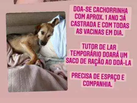 Cachorro ra a Srd idade 1 ano nome Cecilia