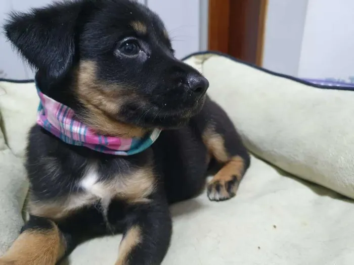 Cachorro ra a SRD-ViraLata idade Abaixo de 2 meses nome ROTINHA