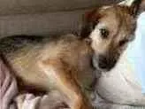 Cachorro raça Srd idade 1 ano nome Cecilia