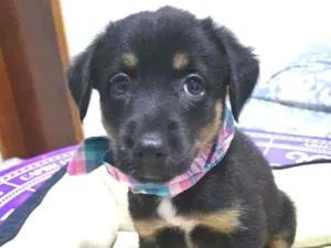 Cachorro raça SRD-ViraLata idade Abaixo de 2 meses nome ROTINHA