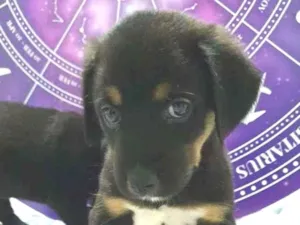 Cachorro raça SRD-ViraLata idade Abaixo de 2 meses nome ROTTINHO
