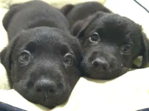 Cachorro raça SRD-ViraLata idade Abaixo de 2 meses nome FILHOTINHO