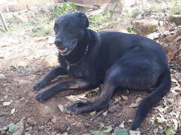 Cachorro ra a Raça indefinida  idade 6 ou mais anos nome Thor 