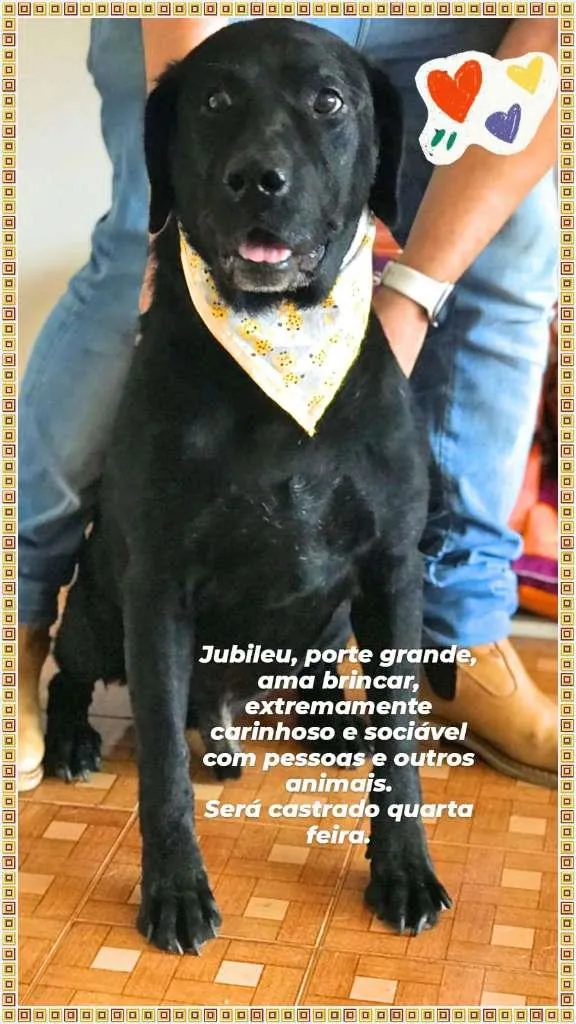 Cachorro raça Labrador Mix idade 3 anos nome Jubileu