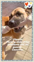 Gigante