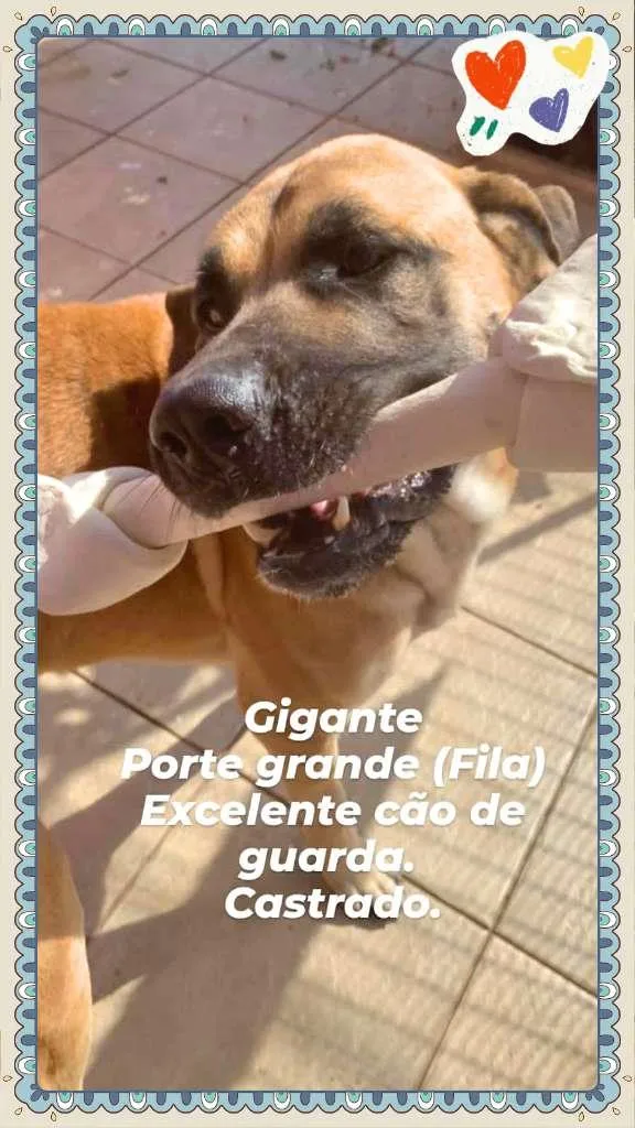 Cachorro raça Fila idade 2 anos nome Gigante