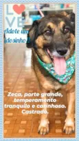 Zeca