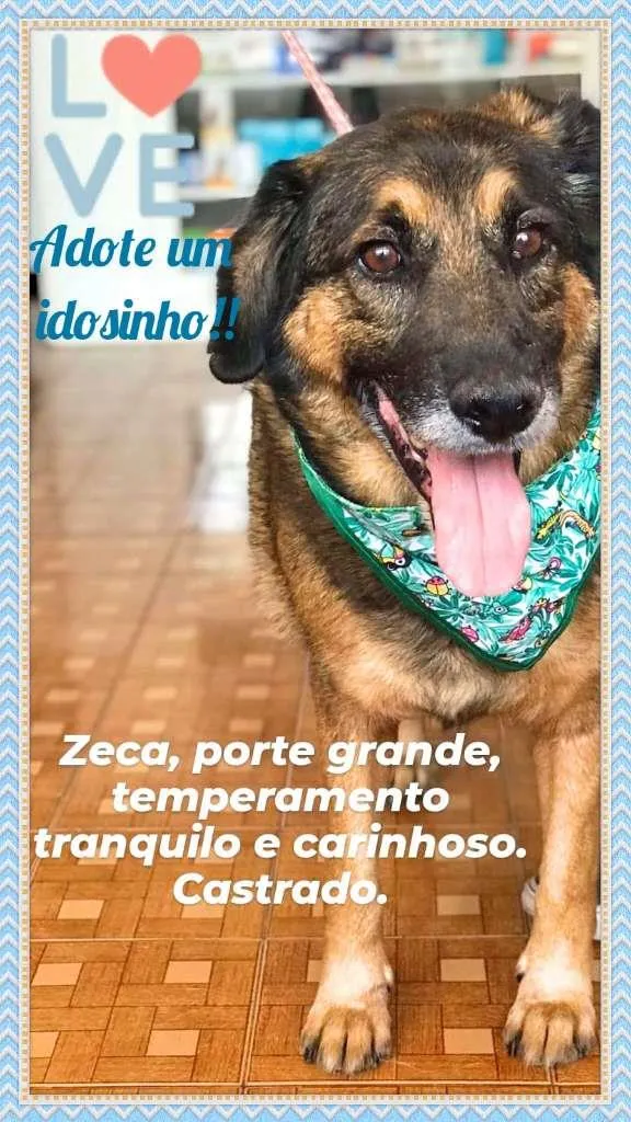Cachorro raça SRD idade 6 ou mais anos nome Zeca