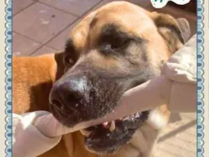 Cachorro raça Fila idade 2 anos nome Gigante