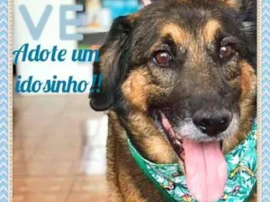 Cachorro raça SRD idade 6 ou mais anos nome Zeca