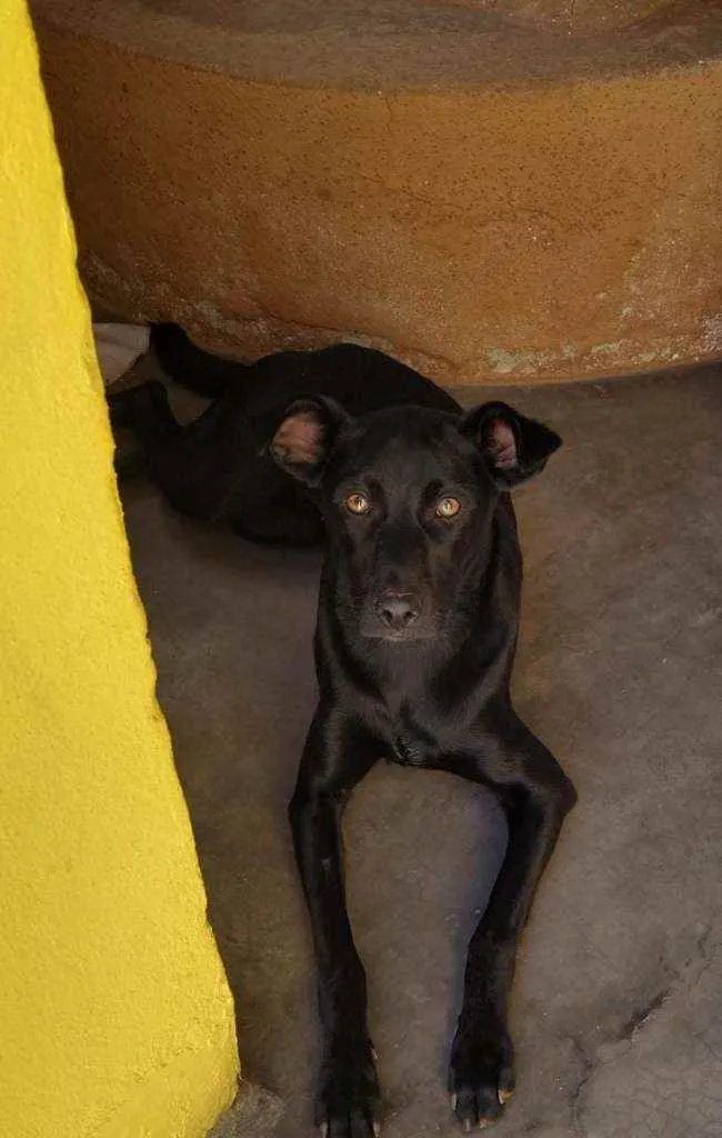 Cachorro ra a RND idade 1 ano nome FLOR