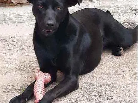 Cachorro ra a RND idade 1 ano nome FLOR