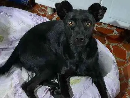 Cachorro ra a RND idade 1 ano nome FLOR