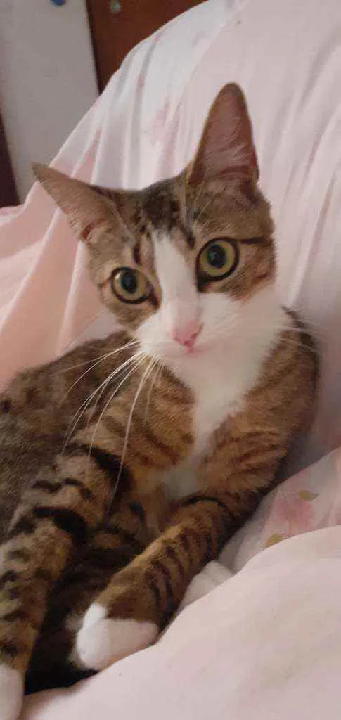 Gato ra a Sem raça definida idade 1 ano nome Lyna