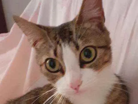 Gato ra a Sem raça definida idade 1 ano nome Lyna