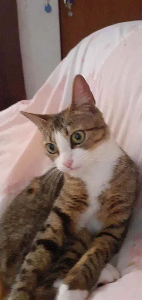Gato ra a Sem raça definida idade 1 ano nome Lyna