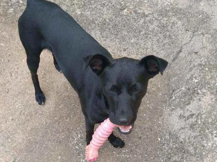 Cachorro ra a RND idade 1 ano nome FLOR