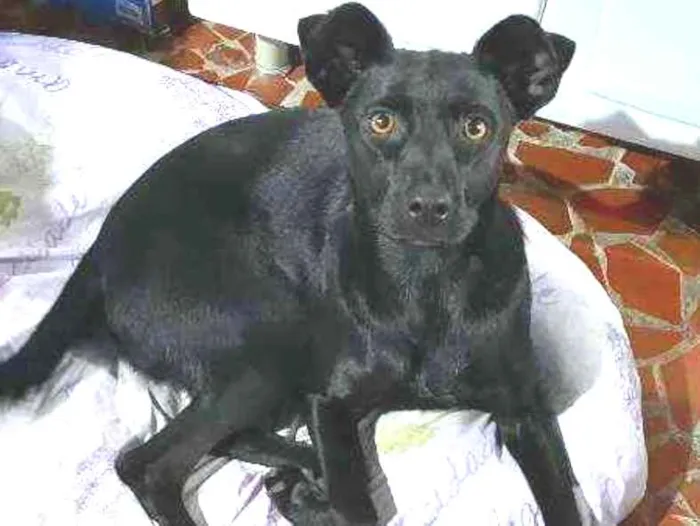 Cachorro ra a RND idade 1 ano nome FLOR