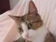 Lyna