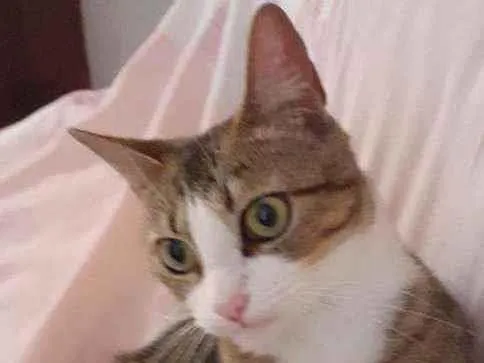Gato ra a Sem raça definida idade 1 ano nome Lyna
