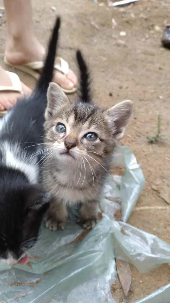 Gato ra a SRD idade 2 a 6 meses nome Sem nome definido 