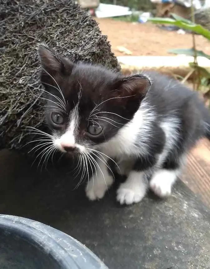 Gato ra a SRD idade 2 a 6 meses nome Sem nome definido 