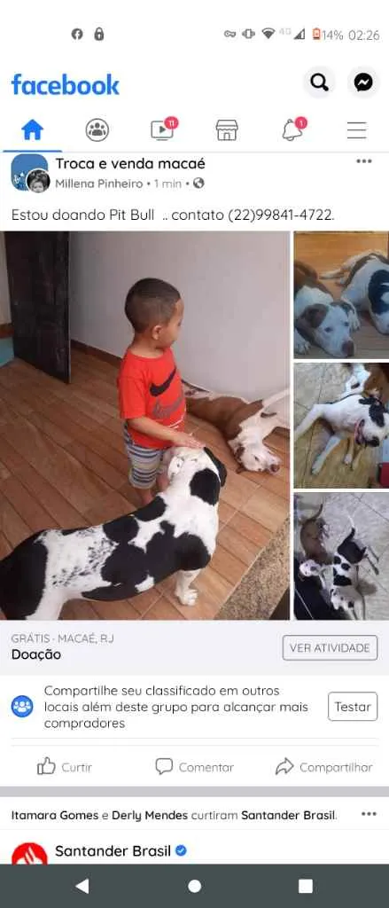 Cachorro ra a Pit Bull idade 2 anos nome Millo e Zeus