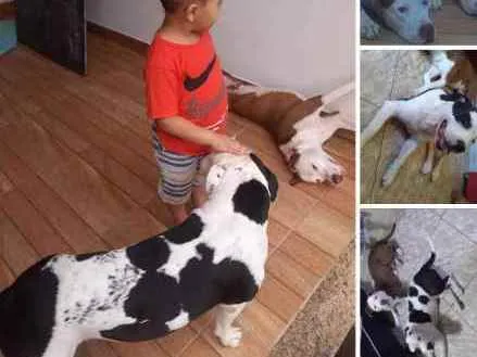 Cachorro ra a Pit Bull idade 2 anos nome Millo e Zeus