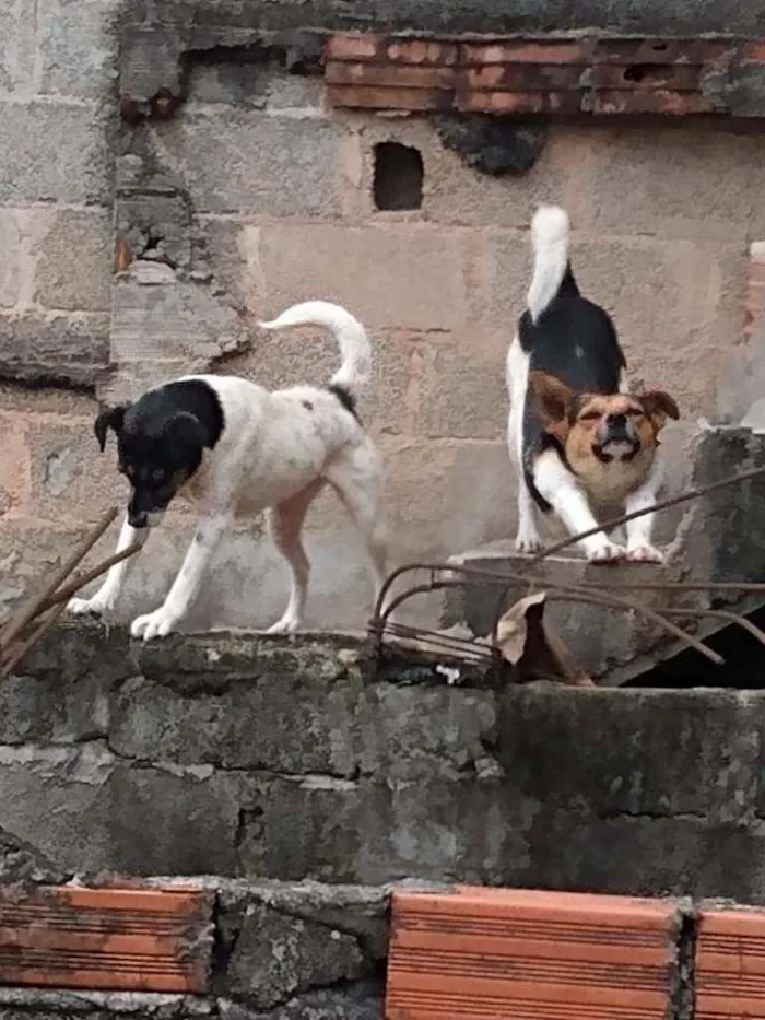 Cachorro ra a Viralata idade 4 anos nome Maike ,e kiara