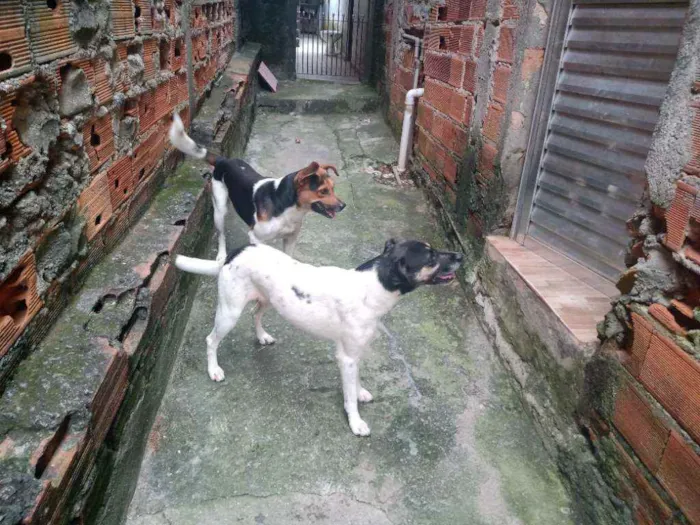 Cachorro ra a Viralata idade 4 anos nome Maike ,e kiara