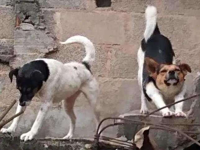 Cachorro ra a Viralata idade 4 anos nome Maike ,e kiara