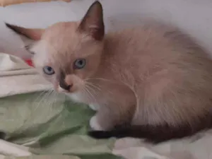 Gato raça SRD idade Abaixo de 2 meses nome Sem nome