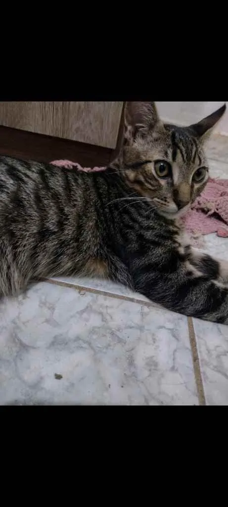 Gato ra a RND idade 7 a 11 meses nome Tonzinho