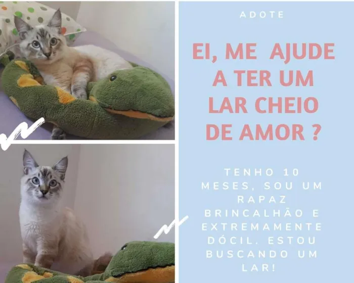 Gato ra a SRD-ViraLata idade 7 a 11 meses nome Sem nome 