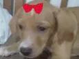 Malu 