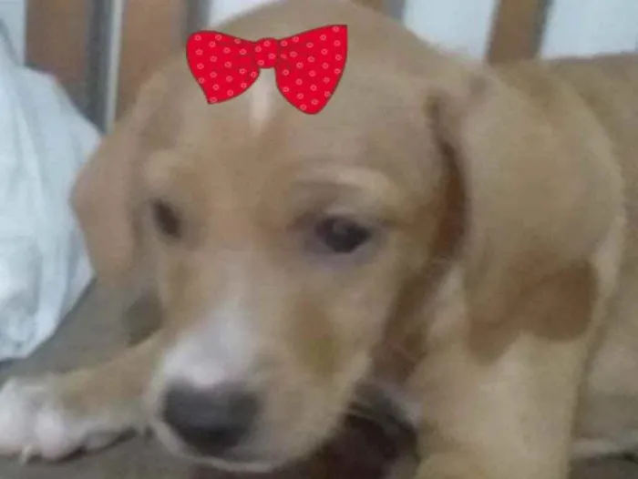 Cachorro ra a Mestiça  idade 2 a 6 meses nome Malu 