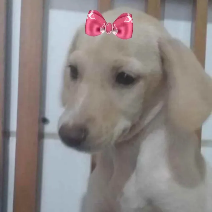 Cachorro ra a Mestiça  idade 2 a 6 meses nome Cacau 