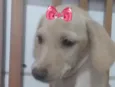 Cacau 