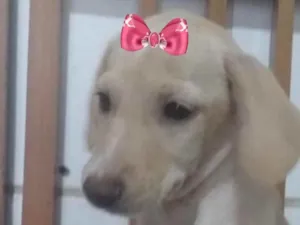 Cachorro raça Mestiça  idade 2 a 6 meses nome Cacau 