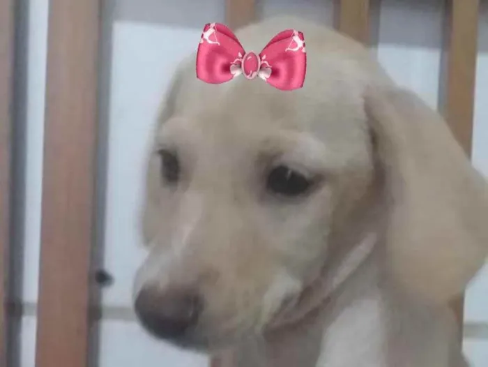 Cachorro ra a Mestiça  idade 2 a 6 meses nome Cacau 