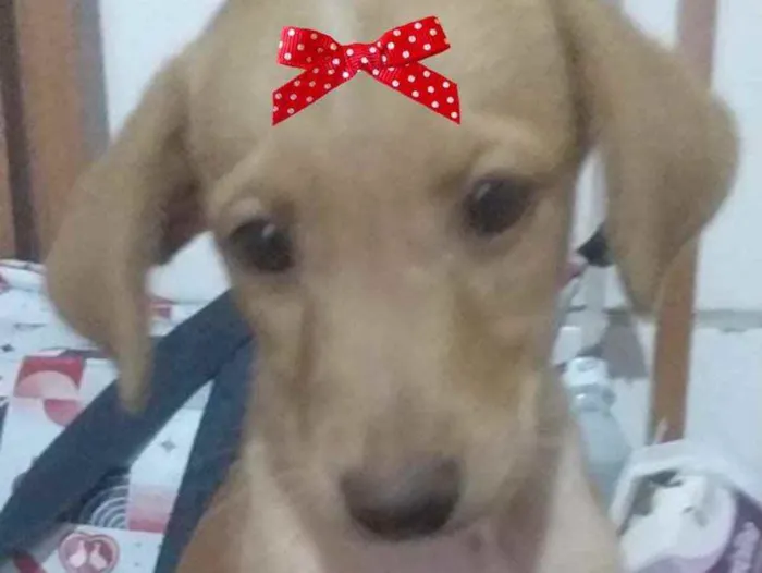 Cachorro ra a Mestiça  idade 2 a 6 meses nome Gaia 
