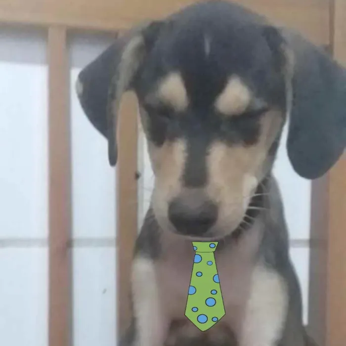 Cachorro ra a Mestiço  idade 2 a 6 meses nome Thor 