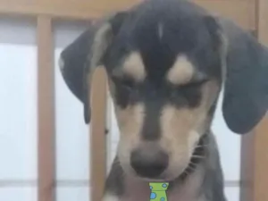 Cachorro raça Mestiço  idade 2 a 6 meses nome Thor 