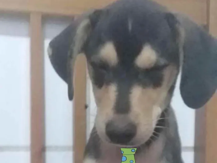 Cachorro ra a Mestiço  idade 2 a 6 meses nome Thor 